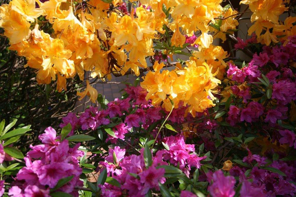 vendita fiori gialli e rosa - vivaio padova provincia