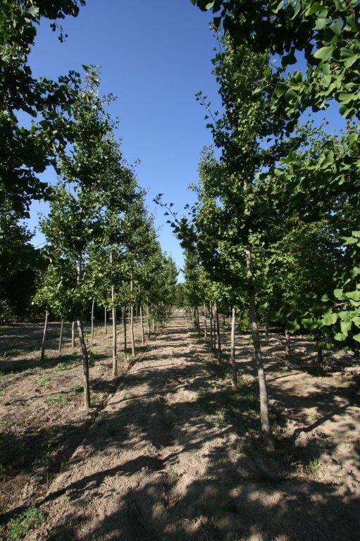 vendita alberi da frutto a venezia e provincia