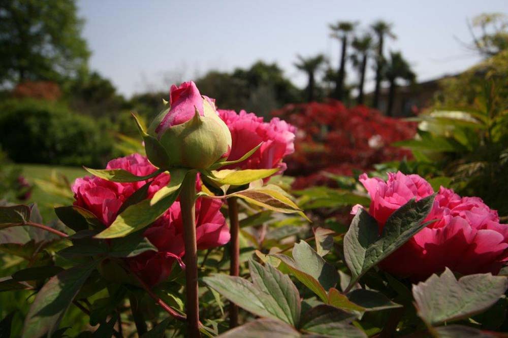 vendita rose rosa a padova e venezia